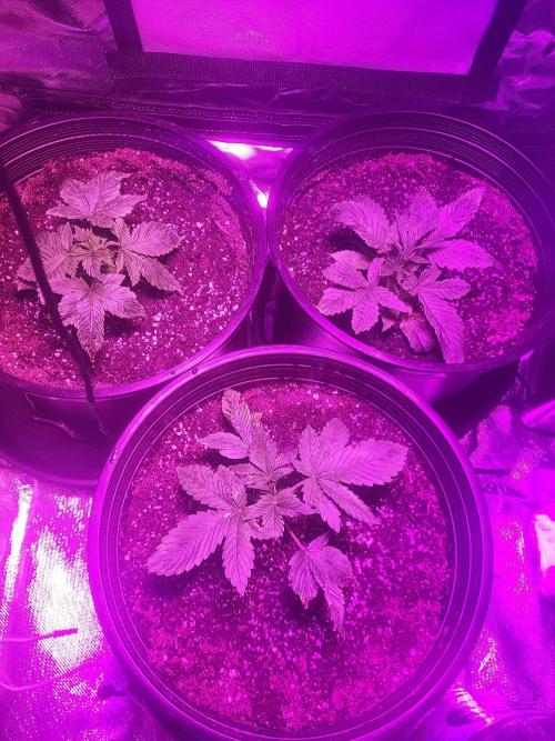 Bring my peace back. Week 0