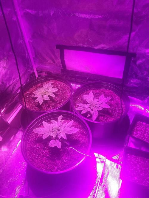 Bring my peace back. Week 0 - 1/25