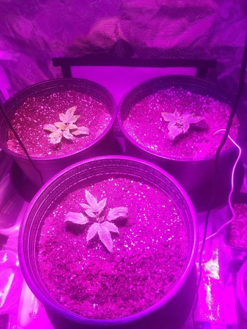 Bring my peace back. Week 0 - 1/218