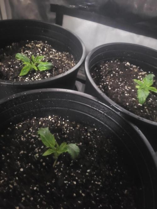 Bring my peace back. Week 0 - 1/13