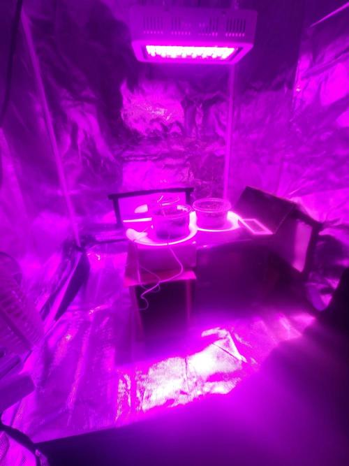 Bring my peace back. Week 0 - 1/7 put in soil