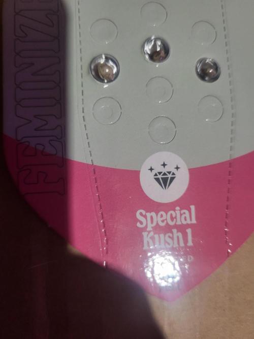 Bring my peace back. Week 0 - Started on paper towel 1/5 11:08 am seed on the left turned into.mystery plant