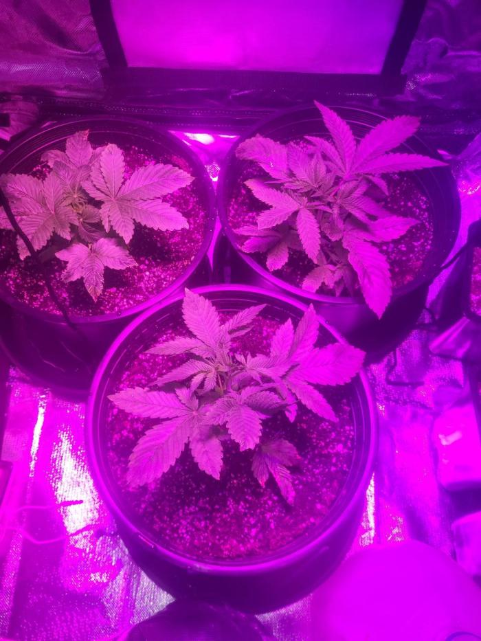 Bring my peace back. Week 3