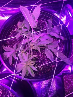 Comment by Frenchyaf1993 photo #1