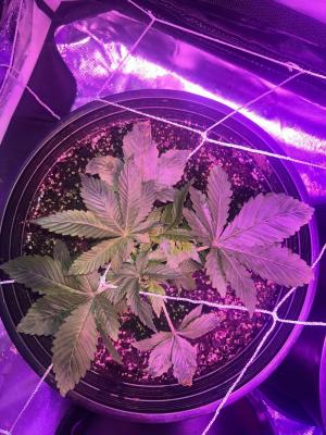 Comment by Frenchyaf1993 photo #2