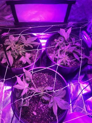 Comment by Frenchyaf1993 photo #3