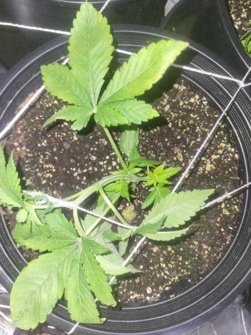 Bring my peace back. Week 4 - Front