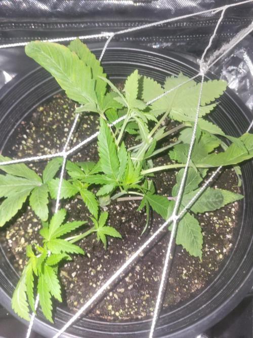 Bring my peace back. Week 4 - Back right