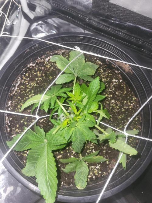 Bring my peace back. Week 4 - Back left