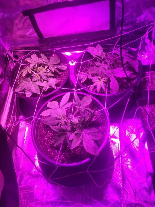 Bring my peace back. Week 4