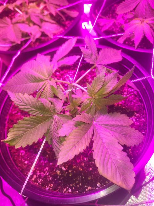 Bring my peace back. Week 4