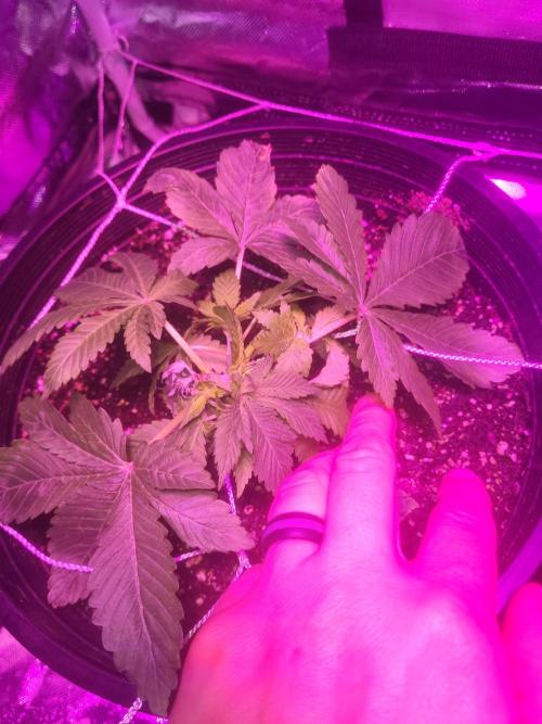 Bring my peace back. Week 4