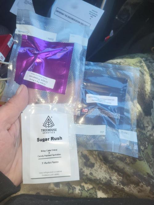 Bring my peace back. Week 4 - Started one auto today because ive never grown one and tining will let it finish