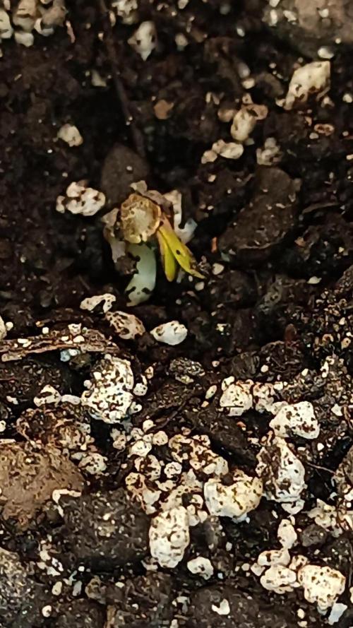 Super Boof Auto. Week 0