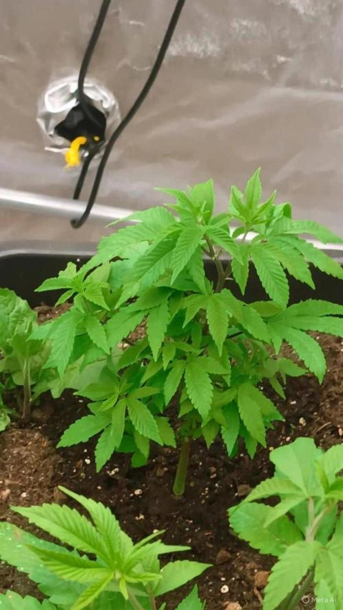 SuperBOOFauto. Week 4 - 🎂Wedding Cake 