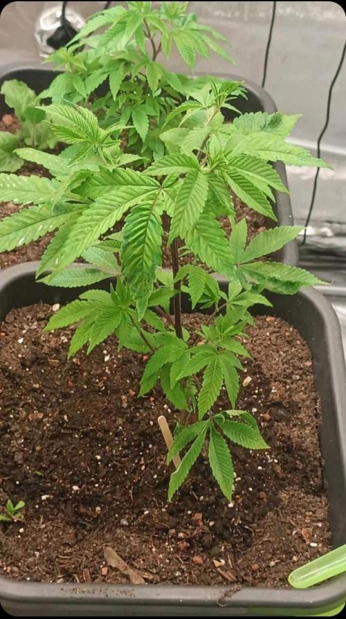 Super Boof Auto. Week 4