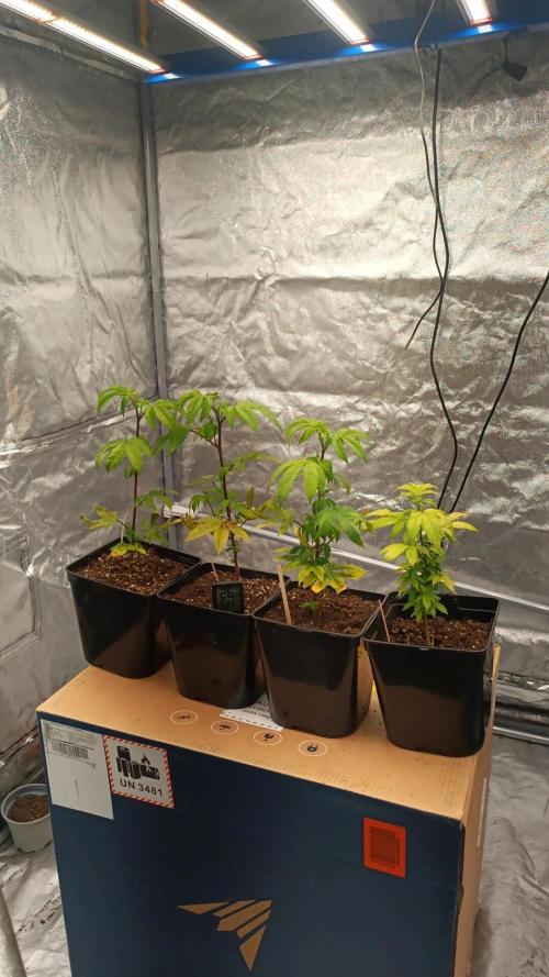 Mango Runtz & Wedding Cake🎂. Week 3