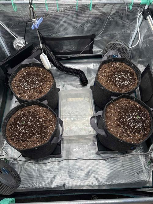 Banana Purple Punch FB420. Week 1 - Tag 3