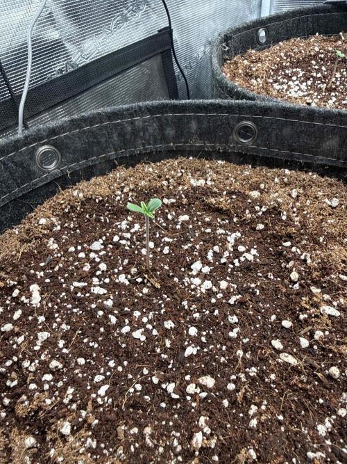 Banana Purple Punch FB420. Week 1 - Tag 3