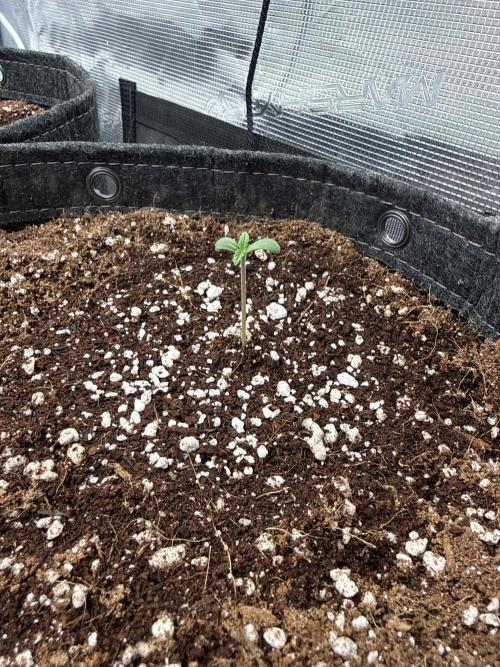 Banana Purple Punch FB420. Week 1 - Tag 3