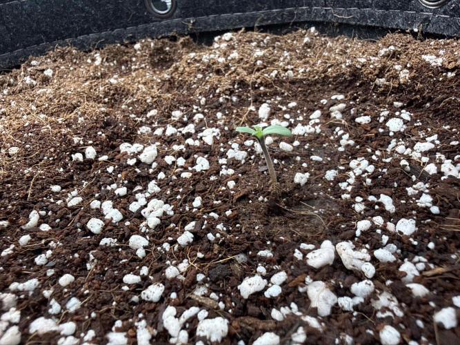 Banana Purple Punch FB420. Week 1 - Tag 3