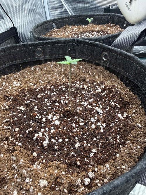 Banana Purple Punch FB420. Week 1 - Tag 4