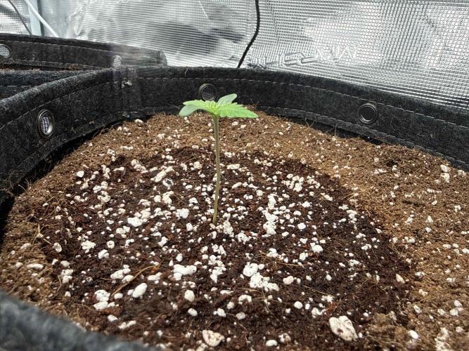 Banana Purple Punch FB420. Week 1 - Tag 4