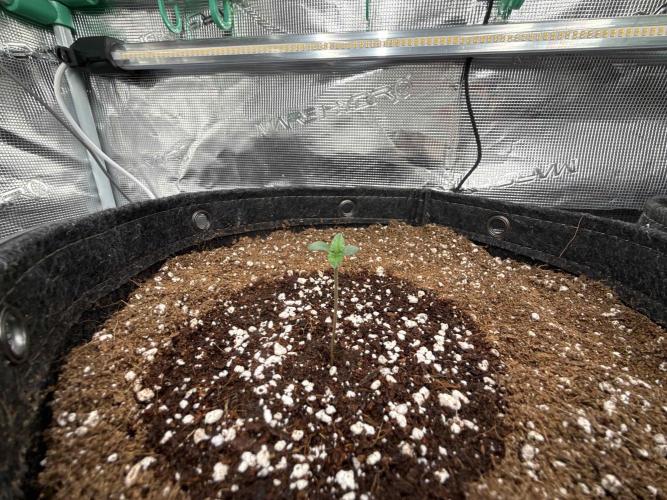 Banana Purple Punch FB420. Week 1 - Tag 4