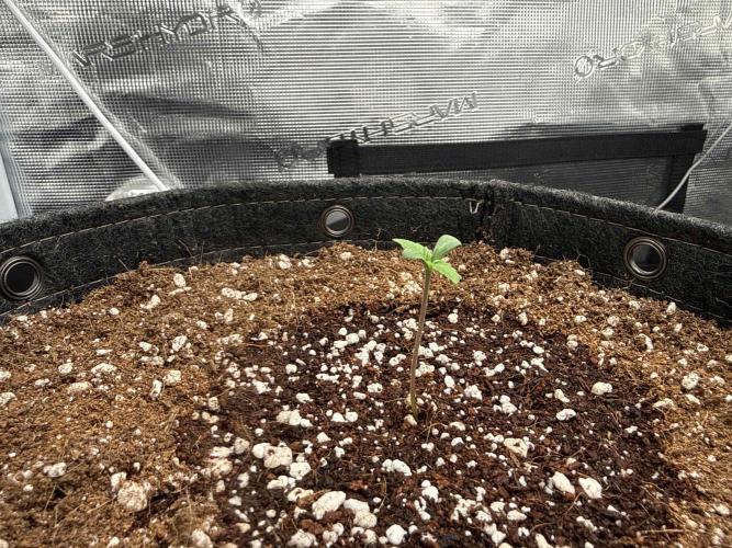 Banana Purple Punch FB420. Week 1 - Tag 4