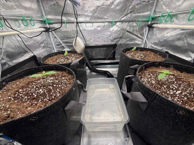 Banana Purple Punch FB420. Week 2 - Tag 8