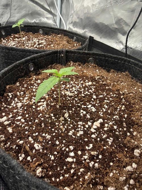 Banana Purple Punch FB420. Week 2 - Tag 8