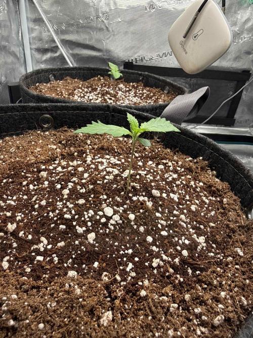 Banana Purple Punch FB420. Week 2 - Tag 8