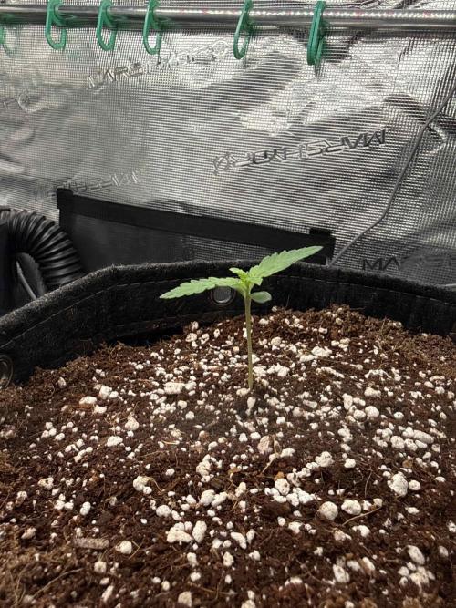 Banana Purple Punch FB420. Week 2 - Tag 8