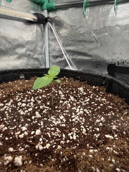 Banana Purple Punch FB420. Week 2 - Tag 8