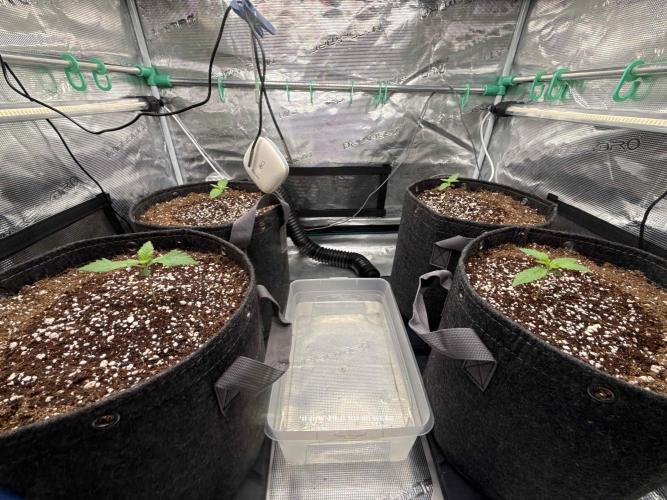 Banana Purple Punch FB420. Week 2 - Tag 9