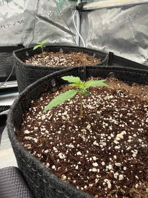 Banana Purple Punch FB420. Week 2 - Tag 9