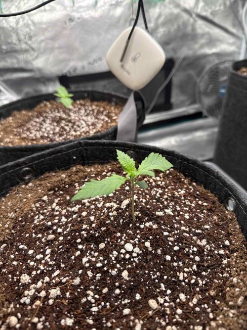 Banana Purple Punch FB420. Week 2 - Tag 9