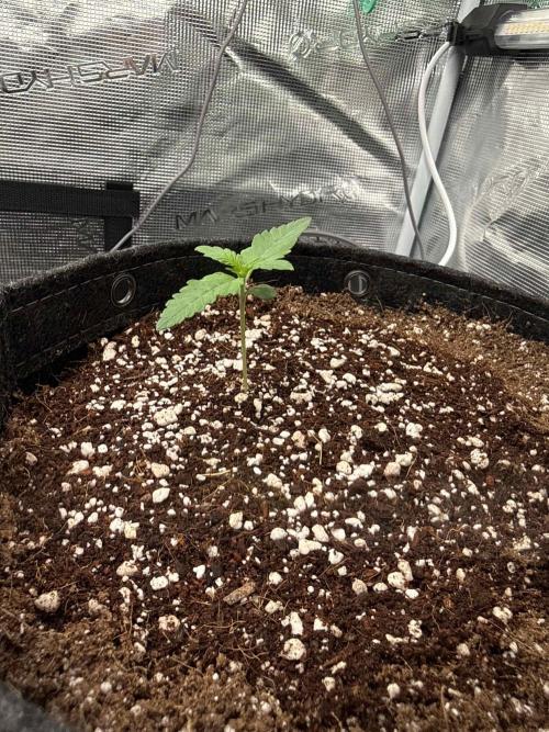 Banana Purple Punch FB420. Week 2 - Tag 9