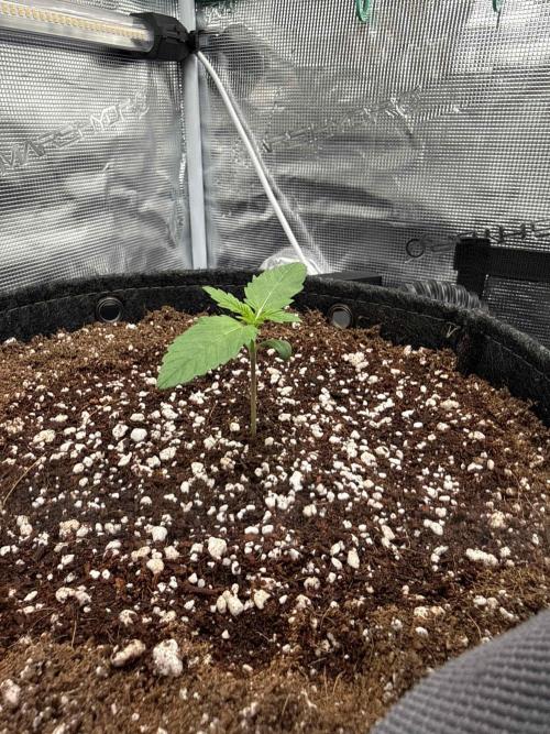 Banana Purple Punch FB420. Week 2 - Tag 9