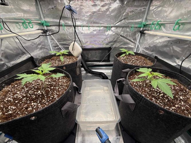 Banana Purple Punch FB420. Week 2 - Tag 12