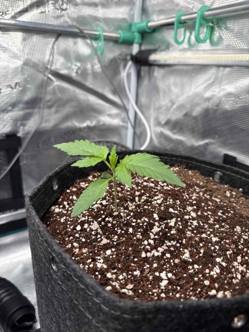 Banana Purple Punch FB420. Week 2 - Tag 12