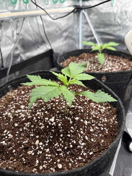 Banana Purple Punch FB420. Week 2 - Tag 12