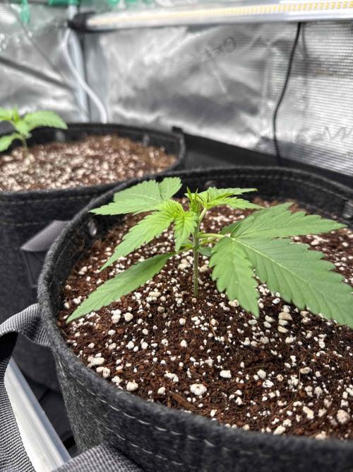 Banana Purple Punch FB420. Week 2 - Tag 12