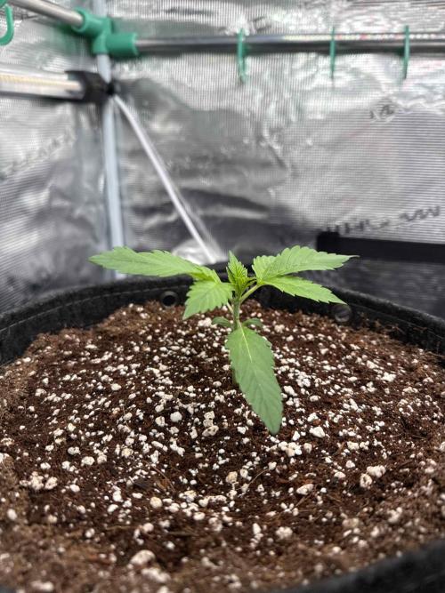 Banana Purple Punch FB420. Week 2 - Tag 12