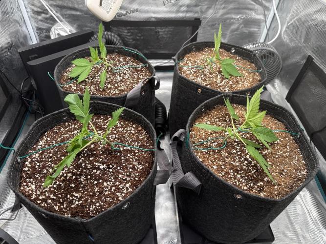 Banana Purple Punch FB420. Week 2 - Tag 14 LST Beginn