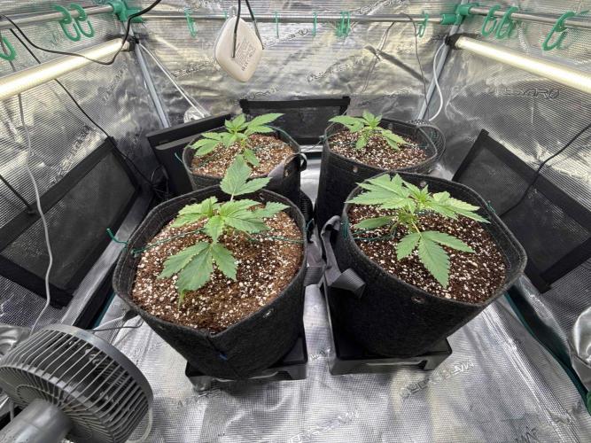 Banana Purple Punch FB420. Week 3