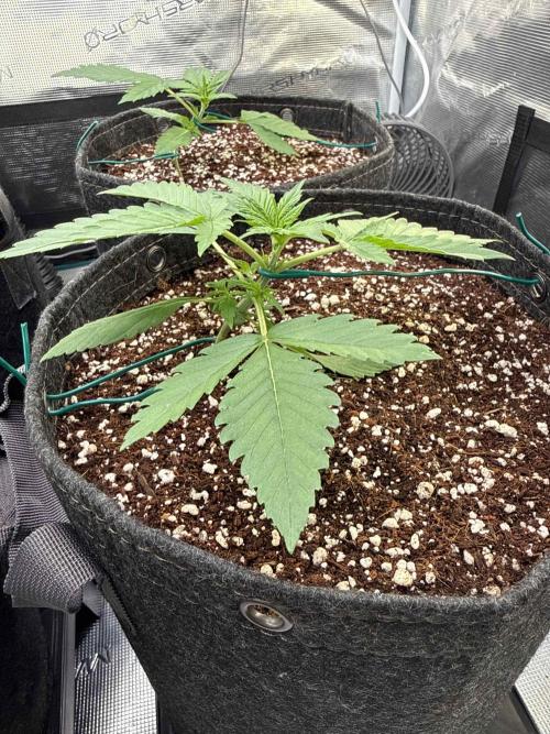 Banana Purple Punch FB420. Week 3