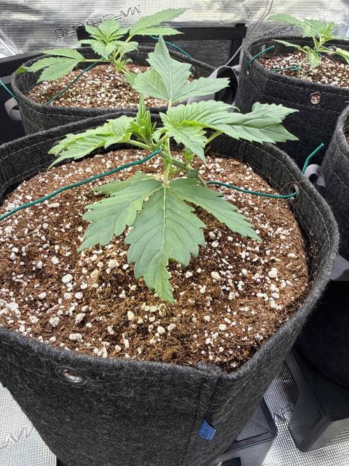 Banana Purple Punch FB420. Week 3