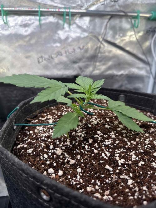 Banana Purple Punch FB420. Week 3