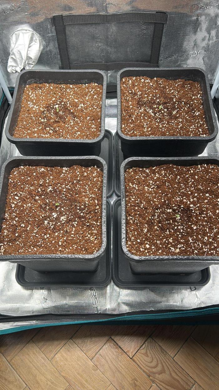 Grape walker Kush. Week 0